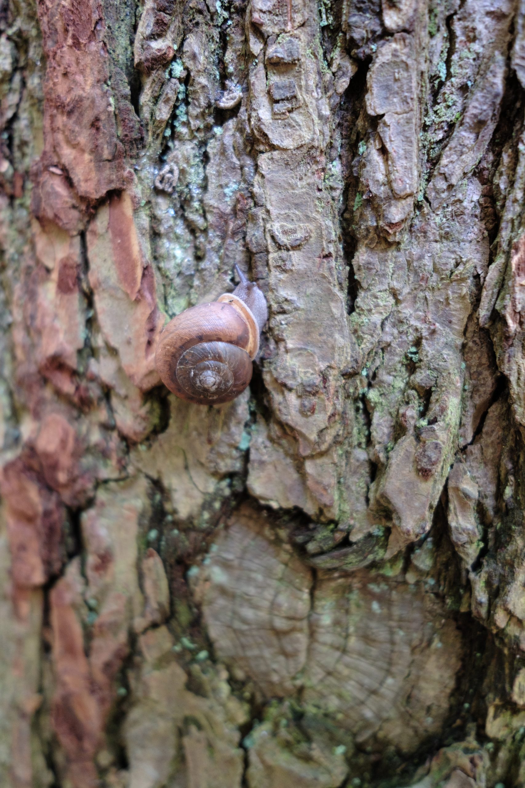 What Animals Are in Hocking Hills