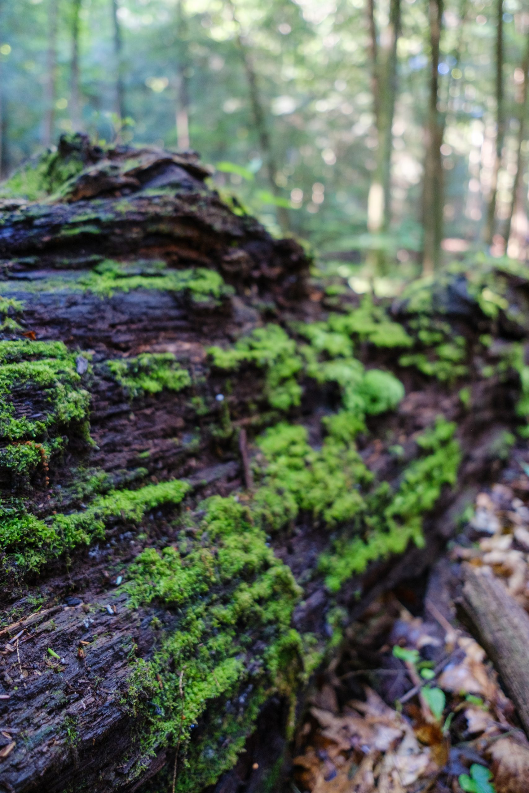 Hocking Hills Gem Mining