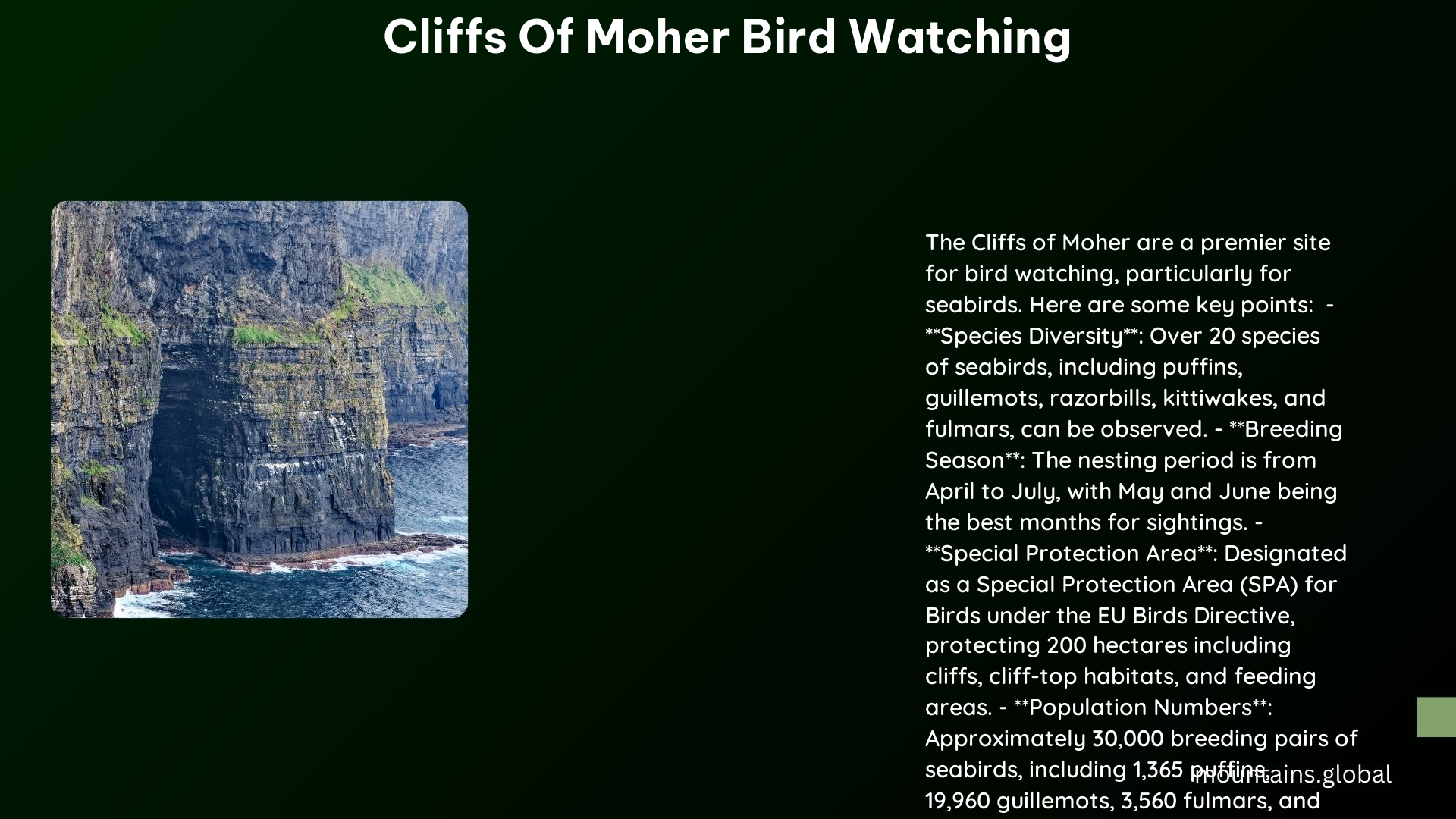 cliffs of moher bird watching