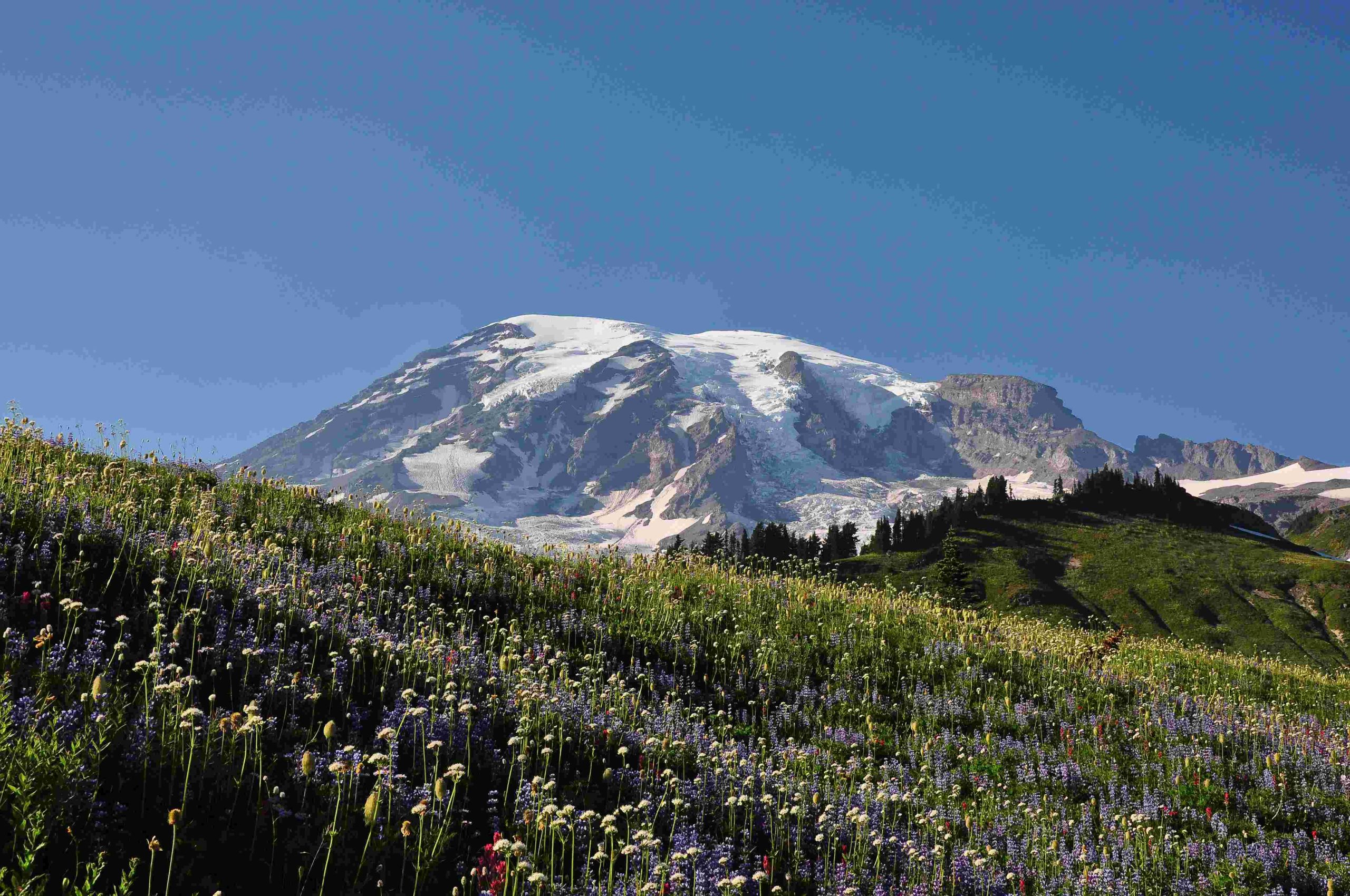 ohanapecosh river on mount rainier